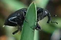 Sphenophorus velutinus