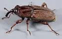 Sphenophorus venatus - photo 3