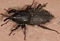 Sphenophorus venatus - photo 4