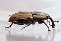 Sphenophorus villosiventris - photo 2