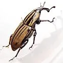Sphenophorus villosiventris - photo 3