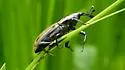 Sphenophorus villosiventris - photo 4
