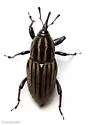Sphenophorus villosiventris - photo 5