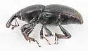 Sphenophorus vomerinus - photo 2
