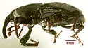 Timothy Billbug - Sphenophorus zeae