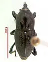Timothy Billbug - photo 2