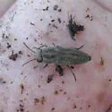 Sphenoptera jugoslavica - Sphenoptera jugoslavica
