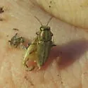Sphenoptera jugoslavica - photo 2