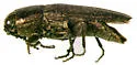 Sphenoptera jugoslavica - photo 4