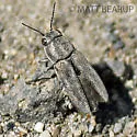 Sphenoptera jugoslavica - photo 5