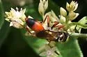 Sphex dorsalis