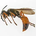 Sphex dorsalis - photo 3