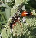 Sphex dorsalis - photo 4