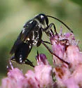Sphex dorsalis - photo 5