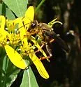 Sphex flavovestitus - photo 2