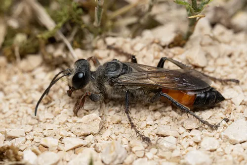 Golden Digger Wasp