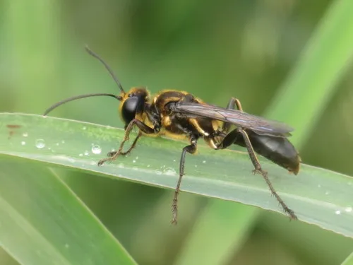 Golden-reined Digger Wasp