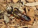 Jamaican Digger Wasp