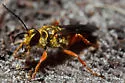 Jamaican Digger Wasp - photo 2