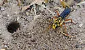 Jamaican Digger Wasp - photo 3