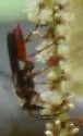 Jamaican Digger Wasp - photo 4
