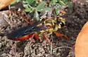Jamaican Digger Wasp - photo 5