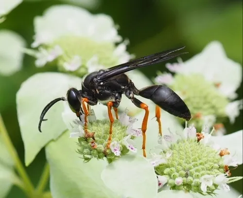 Katydid Wasp - photo 2