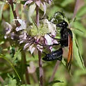 Sphex tepanecus - Sphex tepanecus