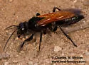 Sphex tepanecus - photo 3