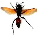 Sphex tepanecus - photo 4