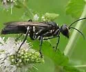 Sphex texanus - photo 2