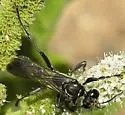 Sphex texanus - photo 3
