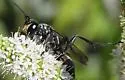Sphex texanus - photo 4
