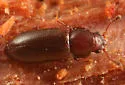 Sphindocis denticollis
