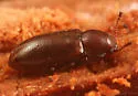 Sphindocis denticollis - photo 2