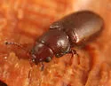 Sphindocis denticollis - photo 3