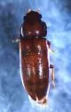 Sphindocis denticollis - photo 4