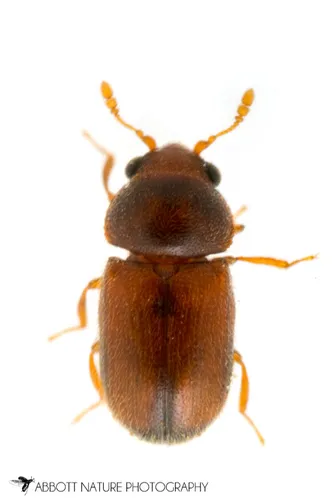 Sphindus americanus complex