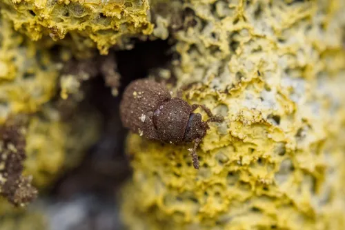 Sphindus castaneipennis