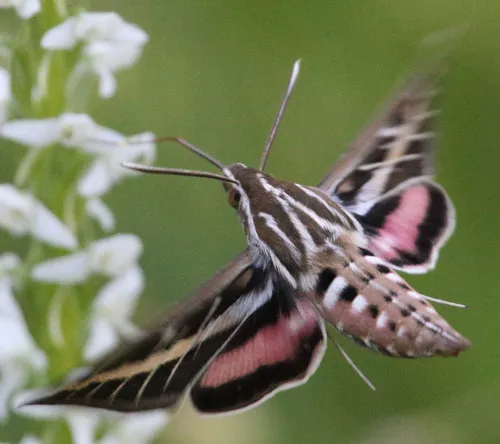 Sphinx Moths - photo 3