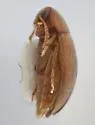 Sphingocephalus ovalis - photo 2