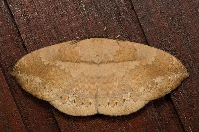 Sphingognatha asclepiades - photo 2