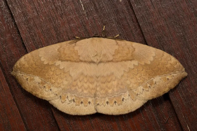 Sphingognatha asclepiades - photo 3