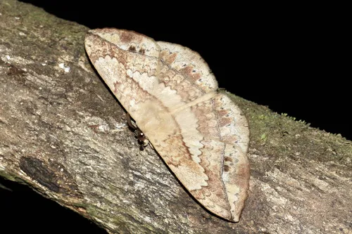 Sphingognatha asclepiades - photo 5