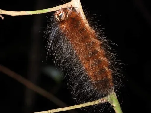 Sphingognatha asclepiades - photo 8