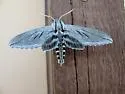 Sphinx asellus - Hodges#7806 - photo 2