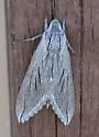 Sphinx asellus - Hodges#7806 - photo 3