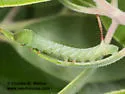 Sphinx asellus - Hodges#7806 - photo 4