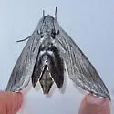 Sphinx asellus - Hodges#7806 - photo 5