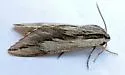 Doll's Sphinx - Hodges#7813 - photo 4